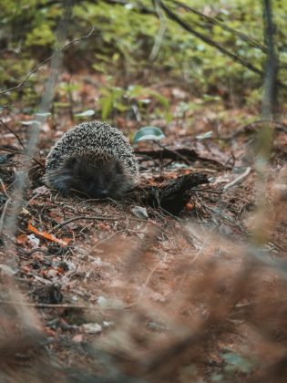 Embora pareça ficção científica, algumas espécies da fauna terrestre possuem a incrível habilidade de produzir substâncias alucinógenas, usadas tanto por humanos quanto por outros animais (Foto: Unsplash)