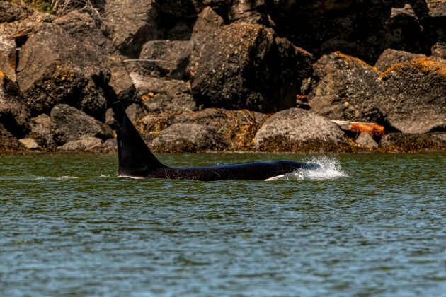 Embora a razão exata por trás desse hábito seja desconhecida, pesquisadores especulam que as orcas poderiam estar usando o salmão como uma forma de armazenamento temporário, equilibrando o peixe na cabeça para comê-lo mais tarde (Foto: Unsplash)