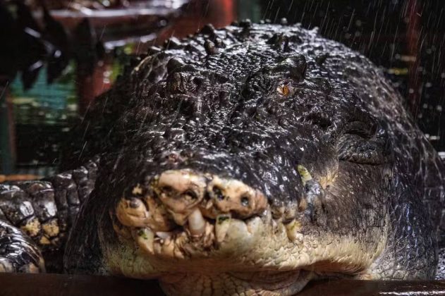 O gigante faleceu no último dia 2 de novembro, no parque Marineland Melanesia, na Austrália. (Foto: AAP Image)