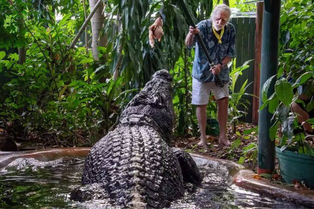 Cassius, considerado o maior crocodilo da história, media 5,48 m de comprimento e pesava mais de uma tonelada. (Foto: AAP Image)