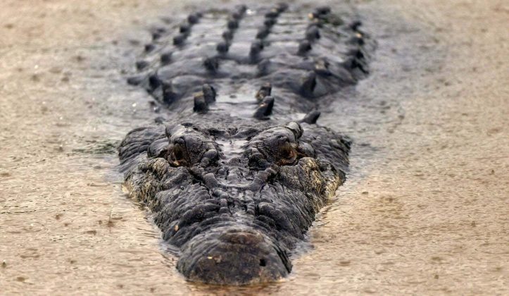 Crocodilo de água salgada é simplesmente o maior réptil do mundo e os machos dessa espécie podem chegar a medir sete metros de comprimento e pesar até 1 mil quilos. (Foto: Craing Smith)