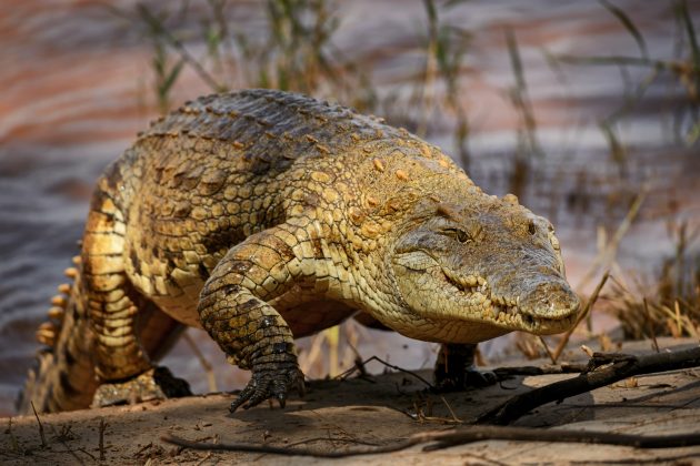 Crocodilo do Nilo: Ainda que sejam menores em questão de tamanho dos crocodilos de água salgada, a mandíbula deles é mais poderosa. (Foto: Shutterstock)