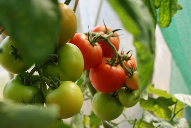 Cientistas desenvolvem método para tornar tomate superdoce (Foto: Unsplash)