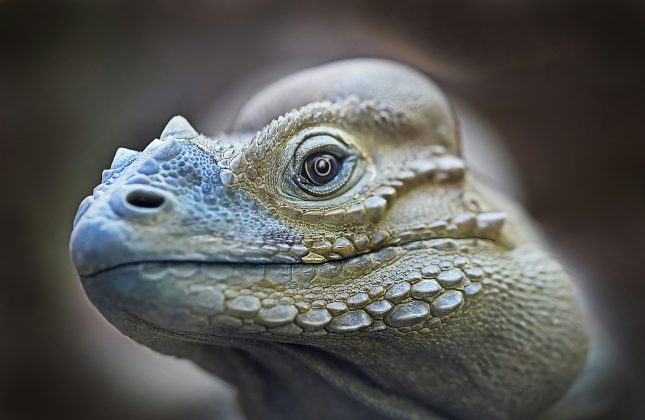 O nome científico do animal, que pode ser traduzido como “lagarto escondido, pequeno açougueiro”, faz referência aos seus dentes afiados, usados provavelmente para cortar presas (Foto: Unsplash)