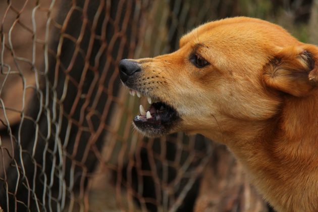 A questão de por que o animal mordeu a menina ainda permanece (Foto: Pixabay)