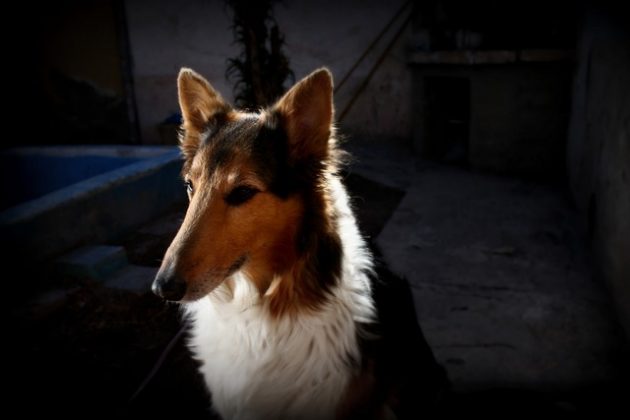 O Border Collie é o cão mais inteligente do mundo (Imagem: pixabay)