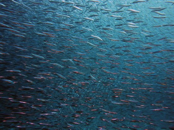 Com esses dados, os pesquisadores descobriram que o lago apresenta uma estratificação natural: a camada inferior é fria e pobre em oxigênio, enquanto a superior é mais quente e rica em oxigênio, onde os peixes habitam (Foto: Pixabay)