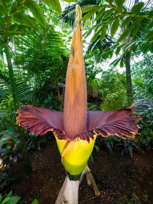 Além de desvendar os detalhes moleculares, os cientistas descobriram que a espata, estrutura que se abre para expor o interior vermelho-escuro da planta (Foto: Instagram)