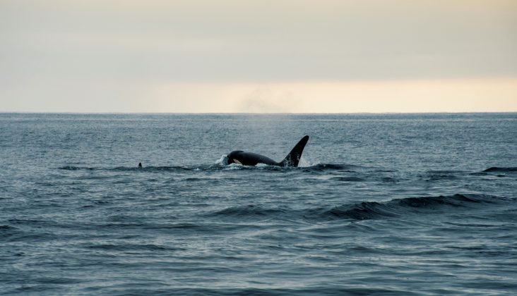 A prática não é inédita. Em 1987, um grupo de orcas foi registrado fazendo o mesmo, com uma fêmea pioneira que rapidamente influenciou outros membros da comunidade (Foto: Unsplash)