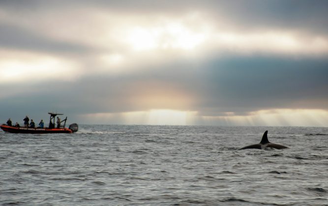 O hábito curioso, observado em outubro, foi documentado por membros do grupo Orca Network Community, no Facebook, e reacendeu discussões científicas sobre o fenômeno (Foto: Unsplash)