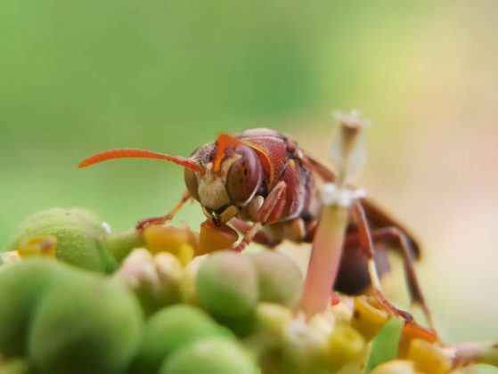 A partir disto, pode-se imaginar a possibilidade de existir uma raça que é imune a ressaca. (Foto: iStock)