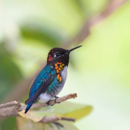 Saiba qual é o menor pássaro do mundo. (Foto: iStock)