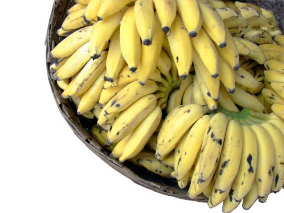 Segundo os cientistas, uma das principais causas para o recente ressurgimento do fungo é o domínio da indústria internacional de banana. (Foto: iStock)