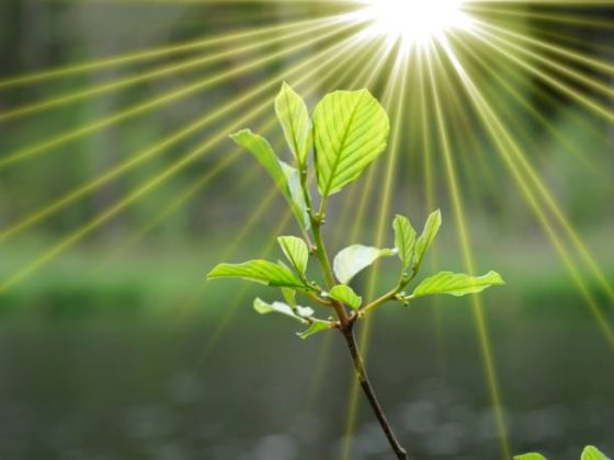 O trabalho, realizado por biólogos da Universidade de Tóquio, no Japão, teve como base células de uma alga vermelha que vive em vulcões. (Foto: iStock)