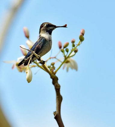 O beija-flor-abelha possui penas iridescentes (em que as cores são as do arco-íris ou que reflete essas cores). (Foto: iStock)