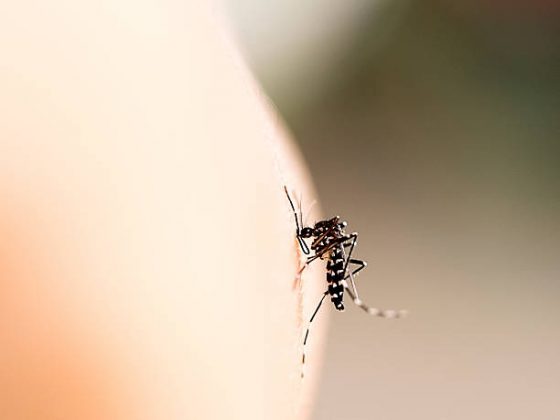 Aumento dos casos de dengue no Brasil são consequências do desmatamento. (Foto: iStock)