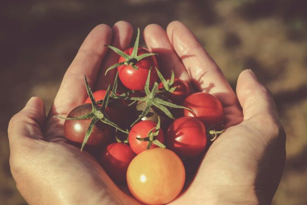 Este desenvolvimento marca uma mudança de paradigma na produção de tomates, que tradicionalmente priorizava o aumento de tamanho e quantidade, em detrimento do sabor (Foto: Unsplash)