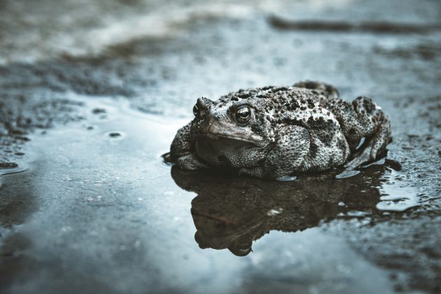 Na terra firme, anfíbios como a rã gigante da Amazônia e o sapo do deserto de Sonora produzem secreções ricas em compostos psicodélicos (Foto: Unsplash)