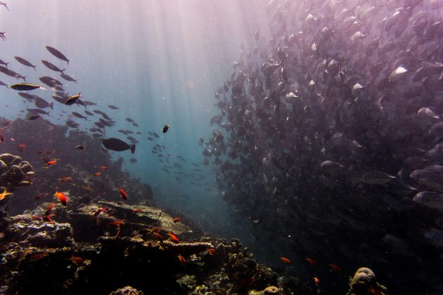 Som conhecido como “bio-duck” pode ser resultado de interações entre espécies marinhas (Foto: Unsplash)