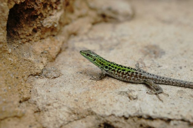 A descoberta, no entanto, gerou uma acalorada disputa na comunidade científica (Foto: Unsplash)