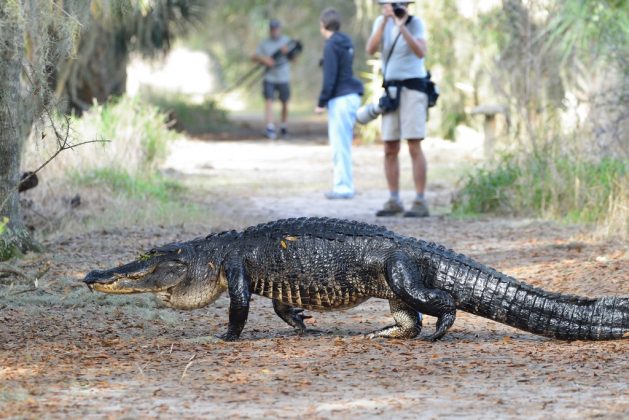 Ainda que possua uma mordida com potência gigantesca, a espécie é adepta de presas mais fáceis, como: tartarugas, peixes, anfíbios, cobras, mamíferos e até insetos. (Foto: BioDiversity4All)