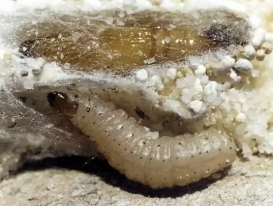 De acordo com os pesquisadores, a larva-da-farinha pode mastigar o poliestireno e hospedar bactérias no seu intestino e essas bactérias podem contribuír para a quebra do material, que pode demorar mais de 600 anos para de decompor. (Foto: Internet)