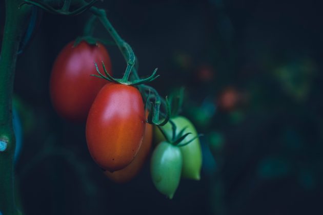 Publicado na revista Nature, o estudo revelou que os tomates geneticamente editados conquistaram a preferência em testes de sabor com mais de 100 voluntários (Foto: Unsplash)