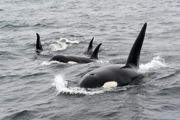 Um comportamento incomum das orcas voltou a chamar a atenção de pesquisadores. Recentemente, esses animais foram flagrados em águas de Washington, nos Estados Unidos (Foto: Unsplash)