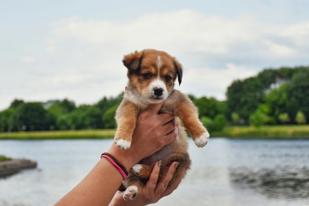 Um estudo científico revelou que, ao que parece, alimentar o cachorro apenas uma vez por dia pode reduzir o risco de problemas de saúde relacionados à idade. (Foto: Pexels)