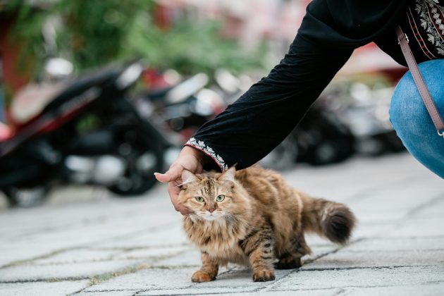 Confira os benetíficios em conviver com gatos. (Foto: Pexels)