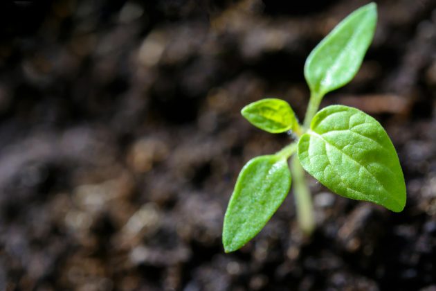 O sentido em que a falta de cuidados com o meio ambiente vem tomando proporciona um nível de preocupação ainda maior sobre as consequências a longo prazo. (Foto: Pexels)