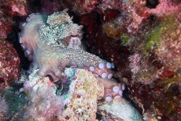 Todavia, isso levantou questionamentos acerca de se os polvos possuem consciência. (Foto: Pexels)