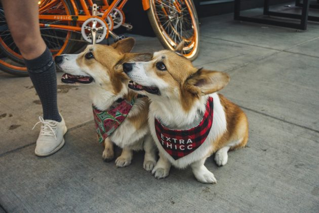 Um estudo revelou que cachorros podem ser diagnosticados com quadro de câncer por, simplesmente, cheirar uns aos outros, e os machos são os que correm maior risco. (Foto: Pexels)