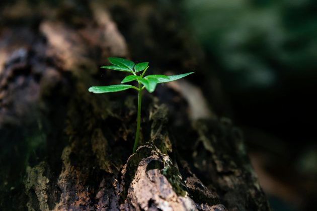 Um relatório independente feito por Grupo de Especialistas convidado pela Task Force do Clima do G20, ofertou os desafios que podem definir o futuro das ações climáticas. (Foto: Pexels)