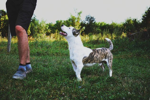 O dito popular que diz que "o cão é o melhor amigo do homem" faz total sentido até mesmo no campo de estudos acadêmicos e científicos. (Foto: Pexels)