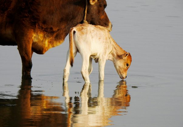 Você sabia? Animais constumam consumir álcool em excesso. (Foto: Pexels)