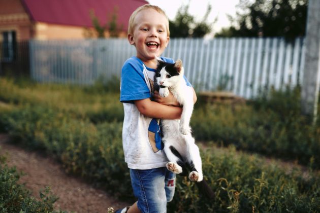 Gatos entendem melhor que bebês humanos, revela pesquisa (Foto: Pexels)