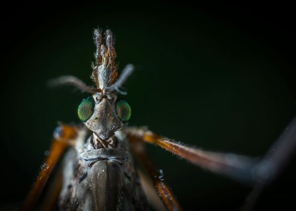 Se entre os humanos as relações estão se tornando cada vez mais sólidas e efêmeras, entre os mosquitos, a situação é bem mais difícil do que se parece. (Foto: Pexels)