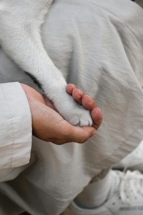 Os gatos são um dos pets mais queridos pelos seres humanos, e um estudo científico foi capaz de descrever os benefícios que ocorrem pela convivência com os felinos no cotidiano. (Foto: Pexels)