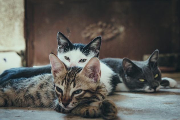 Gatos e cachorros sofrem o luto mais do que os seres humanos? (Foto: Pexels)