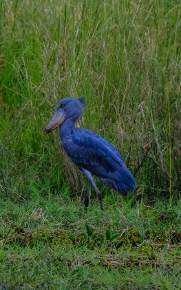 Solitária e monogâmica, produz até três ovos por ninhada, mas geralmente só um filhote sobrevive devido à disputa por alimento (Foto: Pexels)