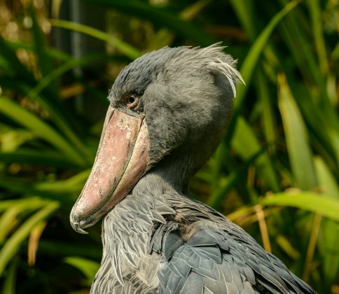 Conhecida por seu visual pré-histórico, a cegonha-bico-de-sapato pode chegar a 1,5 metros de altura e é encontrada em áreas pantanosas da África Oriental (Foto: Pexels)