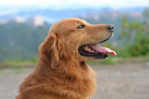 Disto isto, o golden retriever é o exemplo mais claro de cachorro dócil e amigável do mundo animal. (Foto: Pexels)