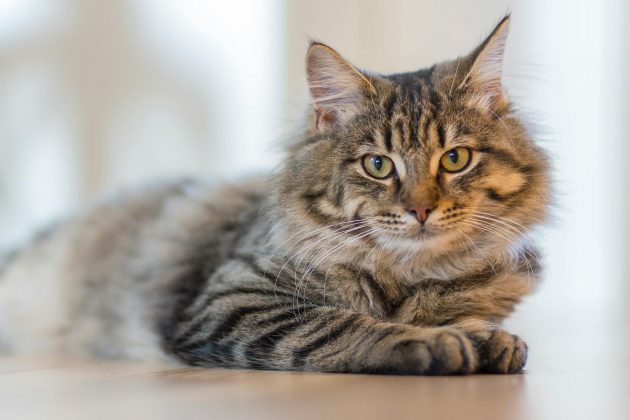 A perda de um animal de estimação comove o ser humano de forma natural. Todavia, pesquisas recentes apontaram que, quando um outro animal em sua casa morre, os gatos também podem estar de luto. (Foto: Pexels)