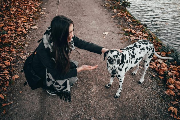 O problema envolve um tipo raro de câncer chamado tumor venéreo transmissível canino, que pode “saltar” entre os pets quando eles têm contato com as áreas íntimas uns dos outros. (Foto: Pexels)