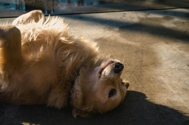 Que o cachorro é o melhor amigo do homem todo mundo já sabe. (Foto: Pexels)