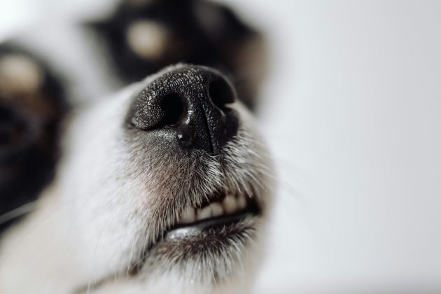 O tumor costuma ser transmitido durante o acasalamento, mas pode afetar outras áreas, como nariz, boca e pele. (Foto: Pexels)