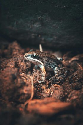 Elas, que são chamadas cientificamente de Eleutherodactylus johnstonei, não tiveram sua chegada ao local constatada. (Foto: Pexels)