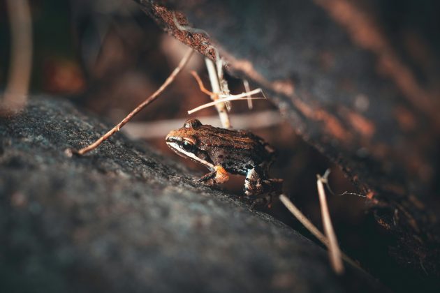 Os animais medem, no máximo, em torno de três centímetros e viajam com o comércio de plantas. Além disto, elas não precisam de água acumulada para se reproduzir. (Foto: Pexels)