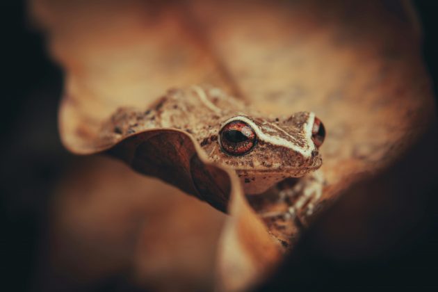 As pererecas já saem prontas dos ovos e possuem potencial de se tornarem invasoras.(Foto: Pexels)